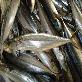 detail image1 FROZEN SPANISH MACKEREL