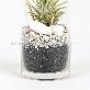 detail image2 Vintage Glass Cup Tillandsia Air Plants DIY Set " Black & White" Joinflower