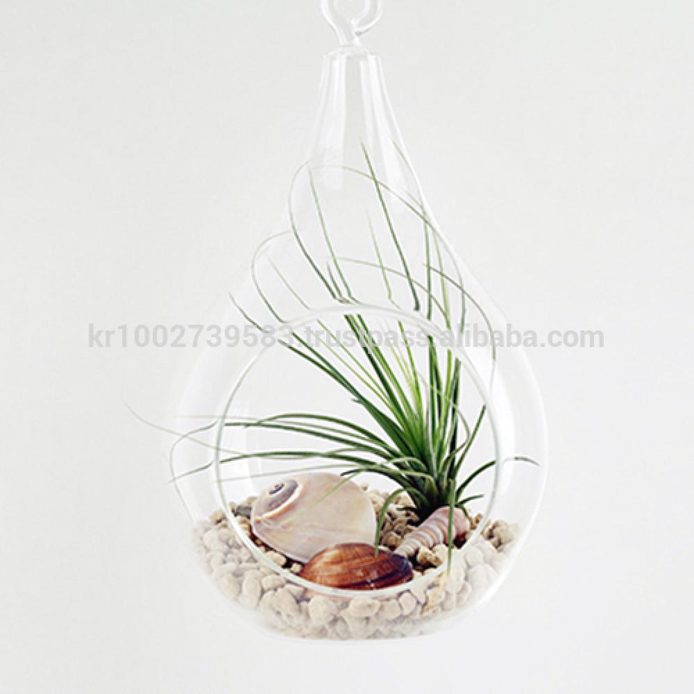Air Plants Tillandsia Terrarium Set " Desert Juncifolia " by Joinflower Joinfolia