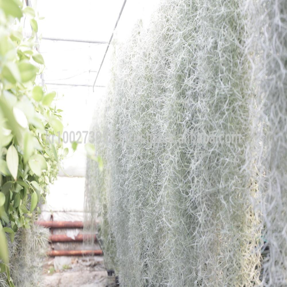 Beautiful Air Plants Hanging Terrarium Set " Spanish Moss " Joinflower Joinfolia