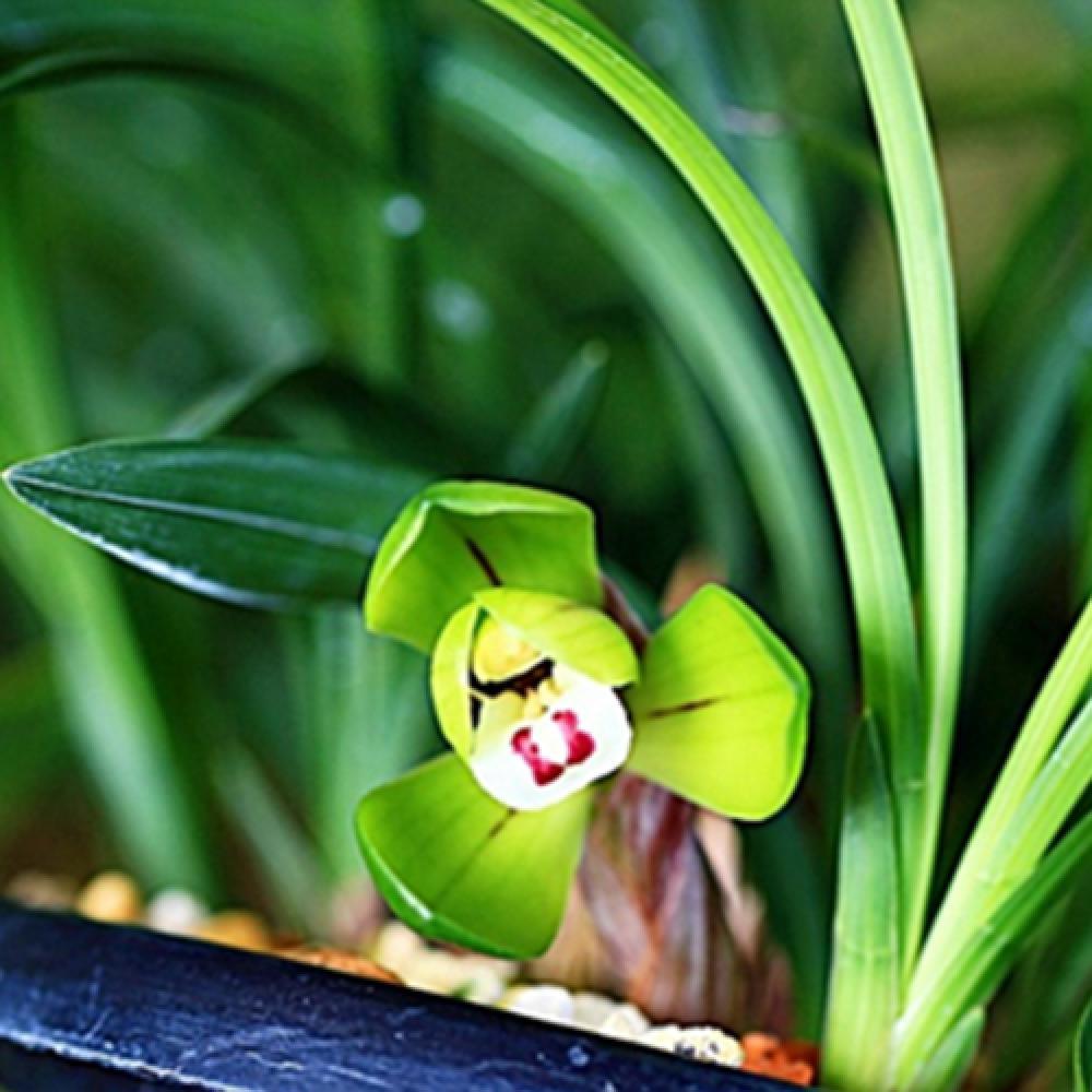 China Oriental Orchids Oriental orchids through fostering new ones