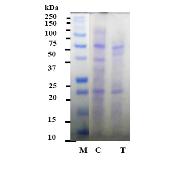 Antibacterial Peptide Microbial(P/WS : Water Soluble)