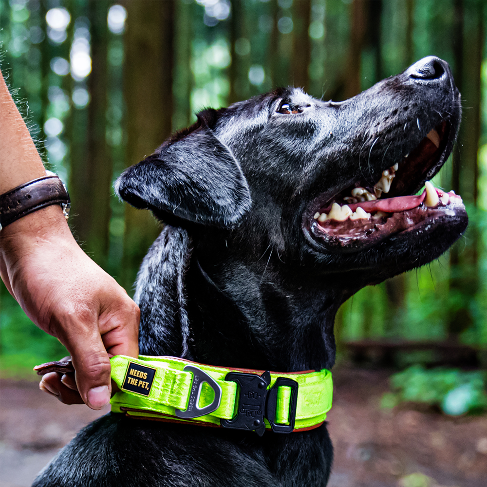 The Comfort Collar, Soft Cowhide Padded Dog Collar for All Breeds, Reflective Velcro Patch