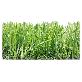 full image Artificial grass 55mm 1 roll