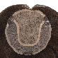 detail image2 Non-Surgical Hair Replacement for WOMAN Hairpieces to Medical Cranial Prosthesis